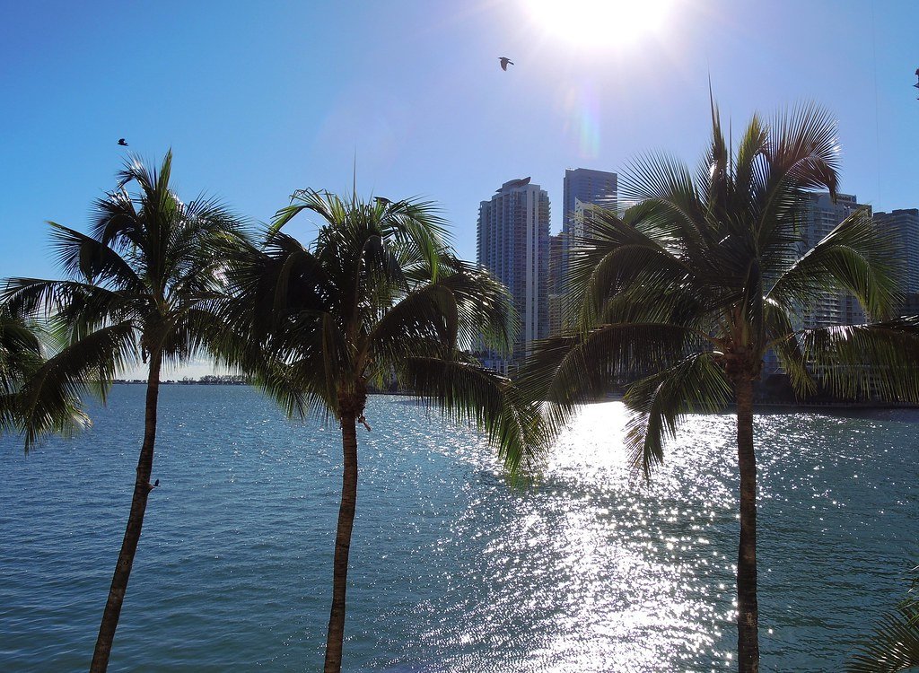 Palm trees and the Brickell skyline across Biscayne Bay, Miami
